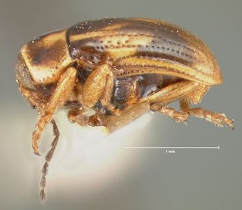Media type: image; Entomology 9269   Aspect: habitus lateral view
